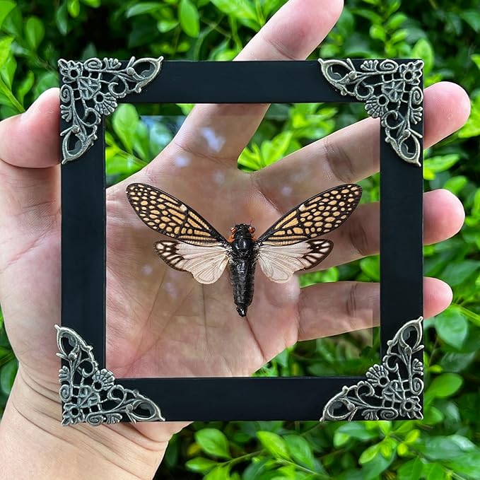 Real Cicada Tailanga Taxidermy Framed Dried Insect Shadow Box Beetle Bug Wooden Specimen Room Display Oddity Tabletop Wall Hanging Home Decor K12-63-KINH