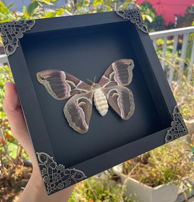 Framed Samia Cynthia Silkmoth Butterfly Specimen Insect Gothic Home Decor Spooky Entomology Taxidermy Gift Oddity Curiosities Wall Decor K16-42-DE