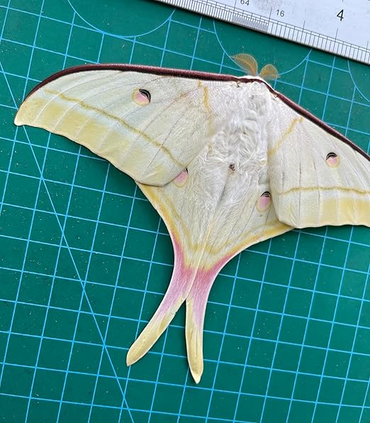 vinatimes 2 Real Luna Moth Butterfly Specimen Artwork Dead Animal Unmounted Preserved Entomology Gifts Taxidermy Oddity Scientific Lover Insect Art Display Gallery Decoration Indoor Home 2BU33-DUC