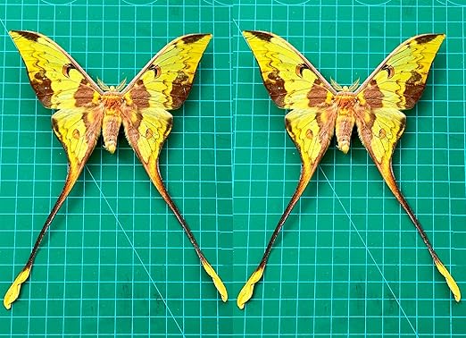 2 Real Comet Moth Butterflies Close Wings Specimen Collection Mounted Preserved Entomology Taxidermy Oddity Scientific Lover Insect Artwork Display Gallery Decor Decoration Indoor Home BUOM121X2