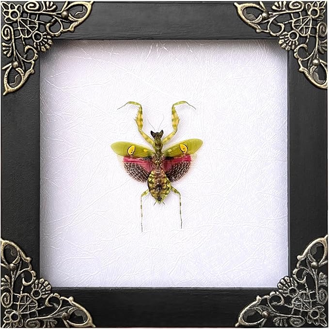 Real Green Mantis Gothic Decor Spooky Gifts Dried Preserved Beetle Insect Lover Entomology Taxidermy Bug Oddity Specimen Display Wall Decoration K12-62- TR