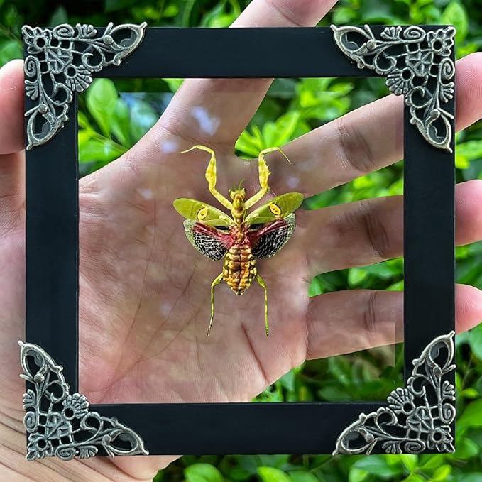 Real Green Mantis Spooky Gifts Dried Preserved Beetle Insect Lover Entomology Taxidermy Bug Oddity Specimen Display Wall Decoration K12-62-KINH
