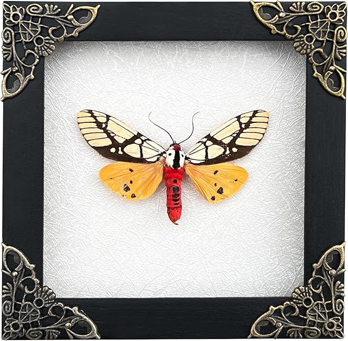 Real Yellow Moth Butterfly Shadow Box Gothic Décor Spooky Gifts Dried Entomology Insect Lover Taxidermy Specimen Display Wall Decor K12-14-TR