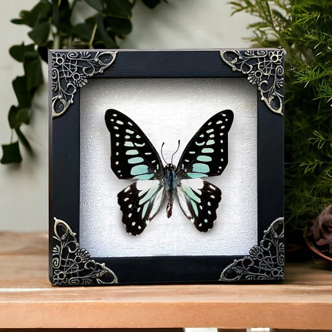 Real Butterfly White Framed Butterflies Shadow Box Bug Wooden Insect Specimen Entomology Oddity Taxidermy Handmade Decor Wall Hanging K12-11-TR