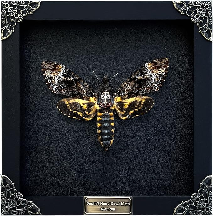 Death Head Moth Acherontia Skull Butterfly Handmade Shadow Box Oddity Curiosities Unique Gift Taxidermy Collectables Tabletop Wall Art Home Decor Living Gallery Bedroom K18-01-DE-MT