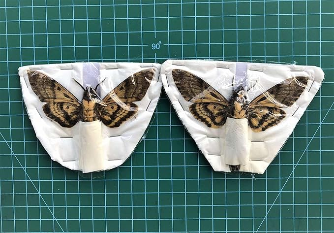 vinatimes Lot of 2 Real Death Head Moth Acherontia Hawkmoth Mounted Skull Moth Entomology Dried Insect Butterfly Taxidermy Oddity Artwork 2MCU