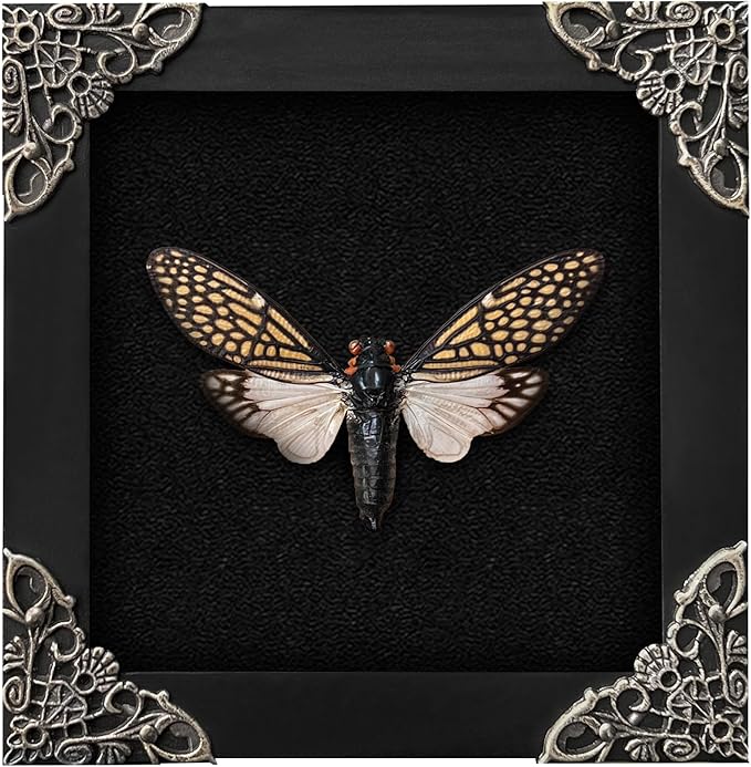 Real Cicada Black Frame Dead Insect Dried Beetle Bug Shadow Box Taxidermy Specimen Display Oddity Curiousity Hanging Wall Tabletop Decor Bookshelf Home K12-63-DE