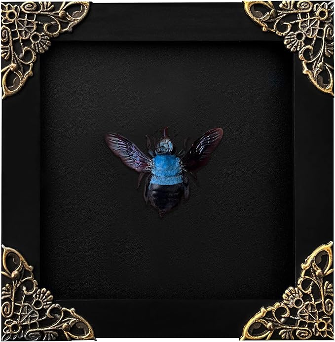 Real Blue Bee Black Wooden Frame Shadow Box Dried Vietnam Insect Lover Taxidermy Dead Bug Taxadermy Specimen Display Wall Decoration K12-61-DE