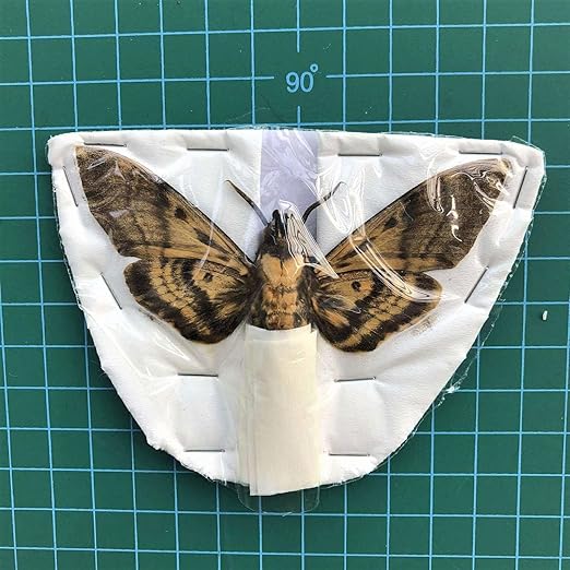 vinatimes Real Death Head Moth Acherontia Hawkmoth Mounted Skull Moth Entomology Dried Insect Butterfly Taxidermy Oddity Artwork 1MCU