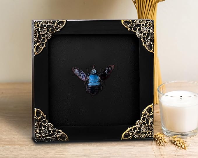 Real Blue Bee Black Wooden Frame Shadow Box Dried Vietnam Insect Lover Taxidermy Dead Bug Taxadermy Specimen Display Wall Decoration K12-61-DE