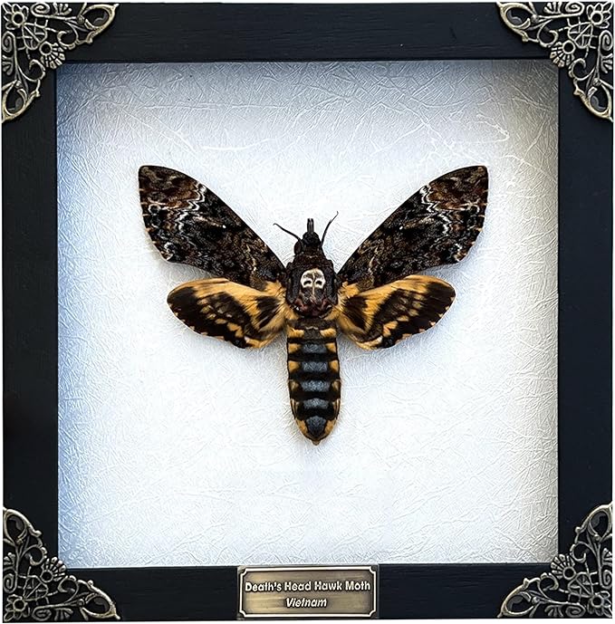 Real Death Head Moth Acherontia White Frame Skull Butterfly Handmade Shadow Box Insect Oddity Curiosities Unique Taxidermy Collectables Tabletop Wall Art Home Decor Living Gallery Bedroom K18-01-TR
