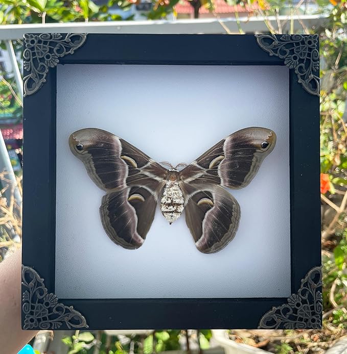 Real Moth Atlas Butterfly Wooden Framed Dead Insect Dried Bug Beetle Shadow Box Black Taxidermy Specimen Display Oddity Tabletop Standable Wall Hanging Home Decor K16-42-TR