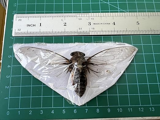 Real Cicada Spcimen Preserved Dried Insect Dead Bug Unmounted Raw Oddity Taxidermy Entomology Artwork Creepy Aesthetics Spooky Curiosities Gothic Home Decor Wall Crafts VE-78
