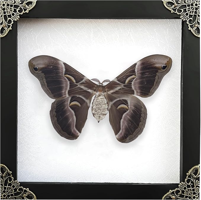 Framed Samia Cynthia Silkmoth Butterfly Specimen Insect Gothic Home Decor Spooky Entomology Taxidermy Gift Oddity Curiosities Wall Decor K16-42-TR