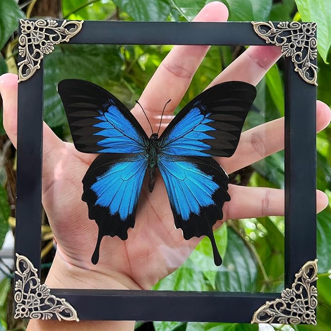 Real Butterfly Wooden Framed Shadow Box Dried Handmade Insect Lover Taxidermy Dead Bug Taxadermy Specimen Wall Decor Living Home K16-28-KINH