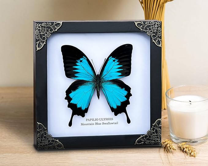 Real Blue Mountain Swallowtail Butterfly White Wooden Frame Shadow Box Dried Handmade Craft Insect Lover Taxidermy Dead Bug Taxadermy Specimen Wall Decoration K16-28-TR