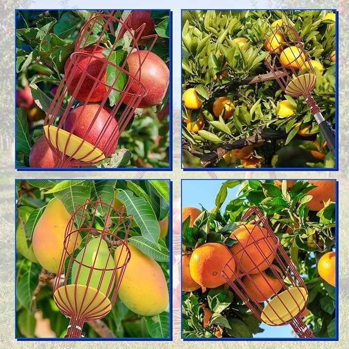18FT Reach Fruit Picker Pole with Basket Telescoping, 3-12FT Extendable Aluminum Apple Picker for Picking Avocados, Figs, Mangoes, Citrus Fruits - Durable Harvesting Fruit Catcher for Trees