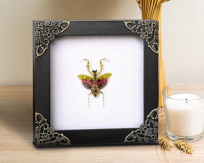 Real Green Mantis Gothic Decor Spooky Gifts Dried Preserved Beetle Insect Lover Entomology Taxidermy Bug Oddity Specimen Display Wall Decoration K12-62- TR