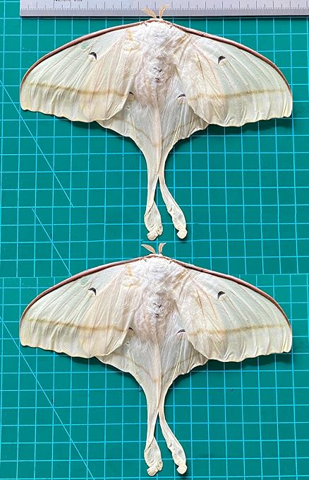2 Real Luna Moth Butterfly Specimen Collection Mounted Dead Animal Preserved Entomology Taxidermy Oddity Scientific Lover Insect Art Artwork Display Gallery Decor Decoration Indoor Home 2BU33