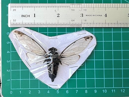 4 Cicada Specimen Bug Preserved Entomology Collection Mounted Science Education Taxidermy Oddity Scientific Lover Insect Artwork Display Gallery Decoration Indoor Home VE78X4
