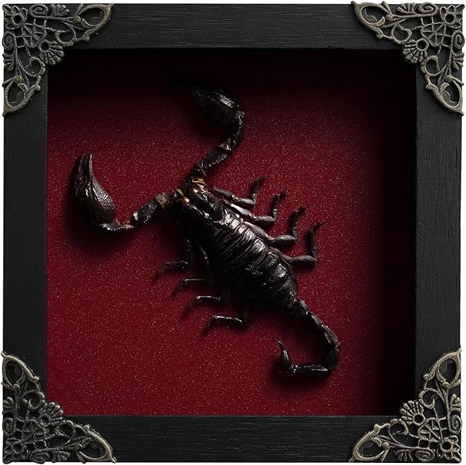 Real Giant Scorpion Framed Dried Beetle Shadow Box Entomology Wooden Insect Handmade Taxidermy Wall Art Decor Decoration Tabletop Living Home K14-51-DO