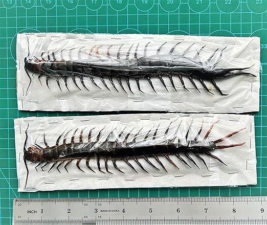 2 Real Giant Centipede Specimen Bug Beetle Mounted Preserved Entomology Taxidermy Insect Oddity Scientific Lover Insect Nature Art Display Decor Indoor Home