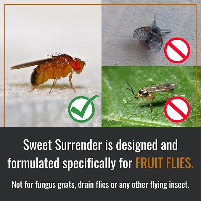Dr. Killigan's Reusable Fruit Fly Traps for Indoors - Washable with 2 Refills, 80+ Day Supply, Highly Effective for Home and Kitchen