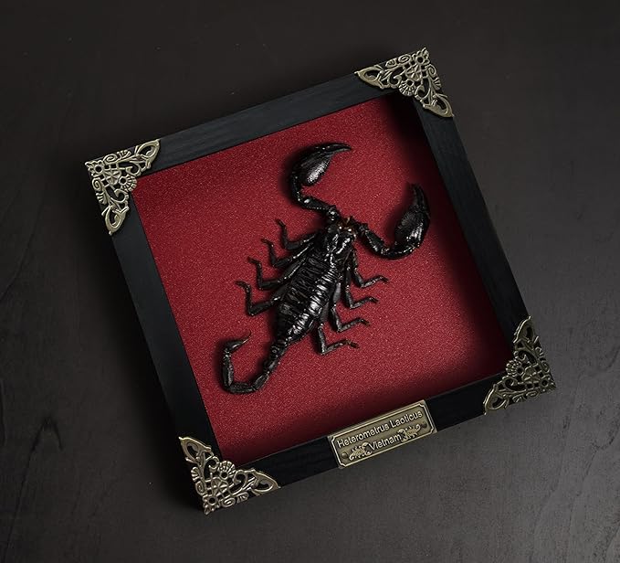 Real Large Scorpion Wooden Frame Shadow Box Dried Insect Lover Taxidermy Dead Bug Entomology Specimen Display Wall Art Hanging Decoration Home Living Décor K16-51-DO