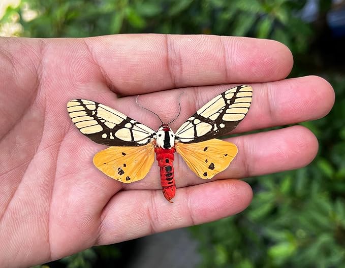 Real Yellow Moth Butterfly Shadow Box Gothic Décor Spooky Gifts Dried Entomology Insect Lover Taxidermy Specimen Display Wall Decor K12-14-TR
