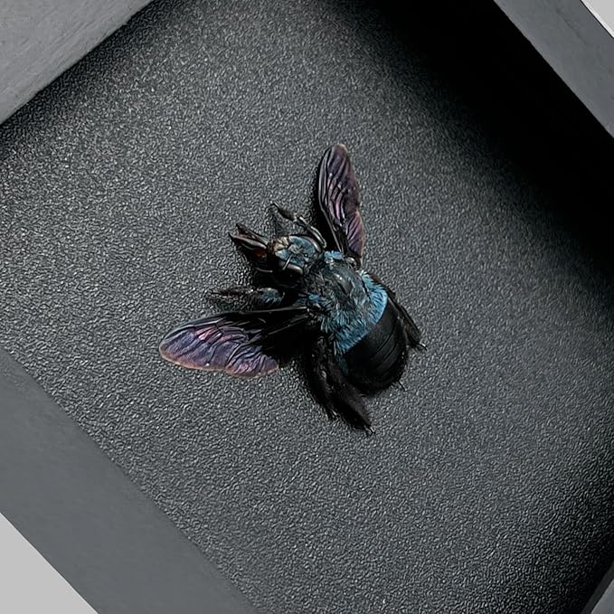 Real Blue Bee Black Wooden Frame Shadow Box Dried Vietnam Insect Lover Taxidermy Dead Bug Taxadermy Specimen Display Wall Decoration K12-61-DE