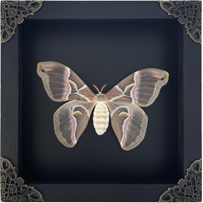 Framed Samia Cynthia Silkmoth Butterfly Specimen Insect Gothic Home Decor Spooky Entomology Taxidermy Gift Oddity Curiosities Wall Decor K16-42-DE