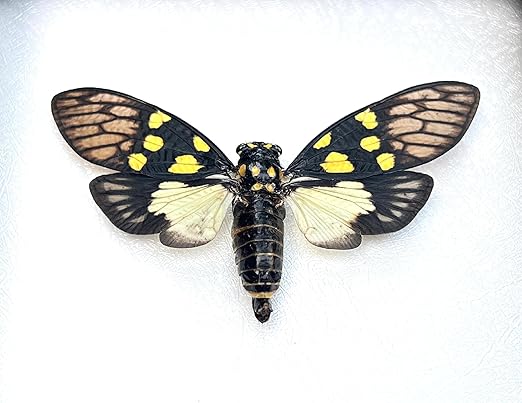 4 Real Cicada Specimen Bug Preserved Science Education Entomology Collection Mounted Taxidermy Oddity Scientific Lover Insect Artwork Display Gallery Decoration Indoor Home VE79X4