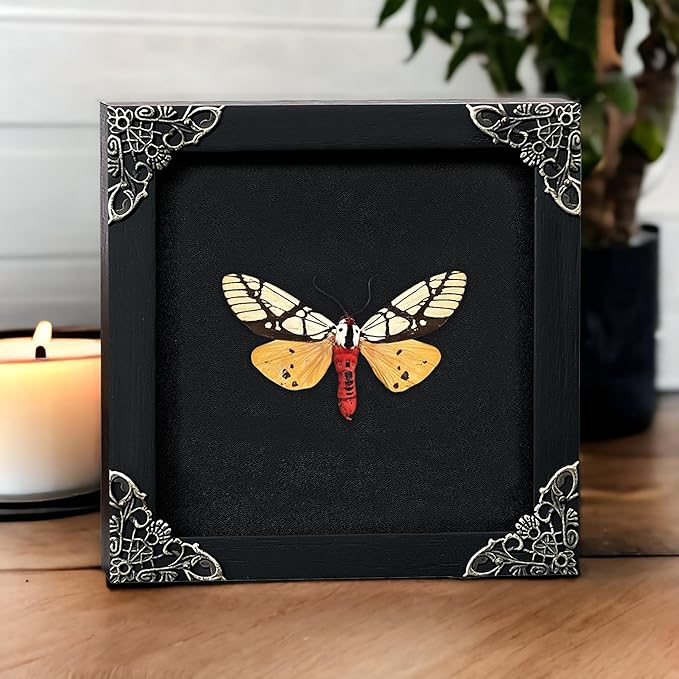 Real Yellow Moth Butterfly Shadow Box Gothic Décor Spooky Gifts Dried Entomology Insect Lover Taxidermy Specimen Display Wall Decor K12-14-DE
