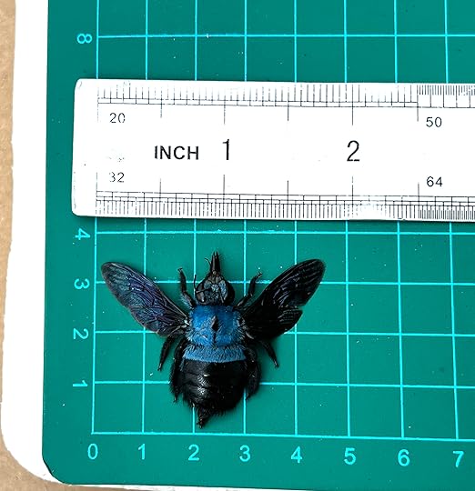 4 Real Blue Bee Specimen Collection Bug Mounted Dead Animal Moth Preserved Entomology Taxidermy Oddity Scientific Lover Insect Nature Office Desk Art Artwork Display UM-20