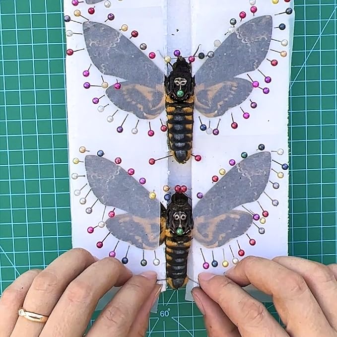 vinatimes Lot of 2 Real Death Head Moth Acherontia Hawkmoth Mounted Skull Moth Entomology Dried Insect Butterfly Taxidermy Oddity Artwork 2MCU