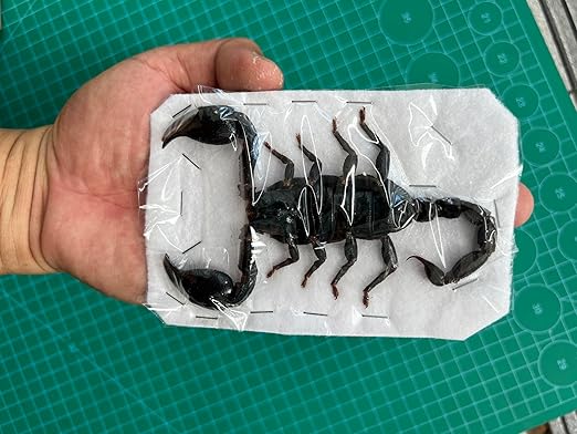 Real Giant Scorpion Specimen Preserved Dried Insect Dead Bug Unmounted Raw Oddity Taxidermy Entomology Artwork Creepy Aesthetics Spooky Curiosities Gothic Home Decor Wall Crafts BO-51