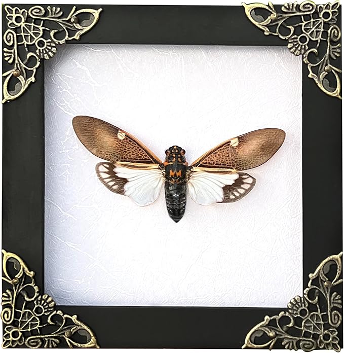 Real Cicada Beetle Framed Insect Dried Specimen Gothic Home Decor Spooky Entomology Taxidermy Oddity Curiosities Shadow Box Wall Decor K12-77-TR