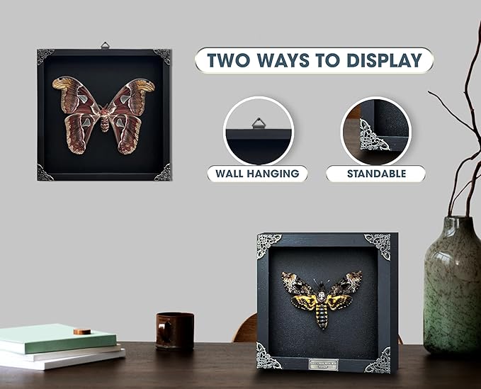 Real Moth Atlas Butterfly Wooden Framed Dead Insect Dried Bug Beetle Shadow Box Black Taxidermy Specimen Display Oddity Tabletop Standable Wall Hanging Home Decor K16-42-TR