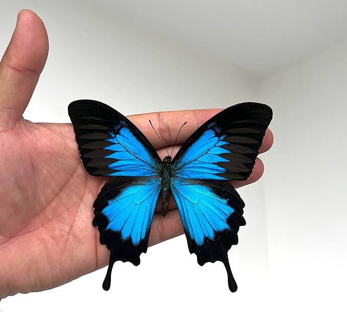 Real Blue Mountain Swallowtail Butterfly Wooden Frame Shadow Box Dried Handmade Craft Insect Lover Taxidermy Dead Bug Taxadermy Specimen Wall Decoration K16-28-NEM