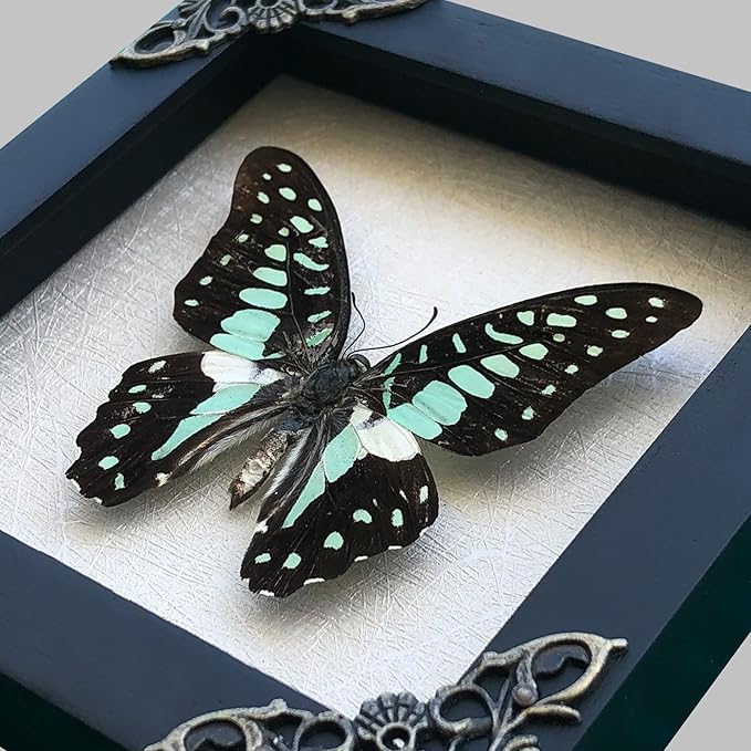 Real Butterfly White Framed Butterflies Shadow Box Bug Wooden Insect Specimen Entomology Oddity Taxidermy Handmade Decor Wall Hanging K12-11-TR