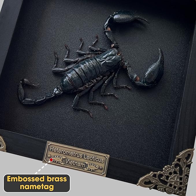Real Large Scorpion Wooden Frame Shadow Box Dried Insect Lover Taxidermy Dead Bug Entomology Specimen Display Wall Art Hanging Decoration Home Living Décor K16-51-DE