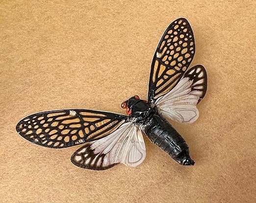 4 Real Cicada Tailanga Specimen Bug Collection Mounted Preserved Entomology Taxidermy Oddity Scientific Lover Insect Science Education Artwork Display Gallery Decoration Indoor Home VE63X4