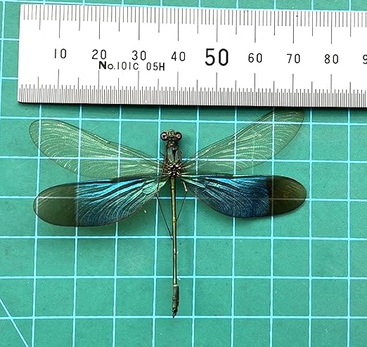 4 Real Dragonfly Damselfly Specimen Collection Beetle Mounted Dead Animal Preserved Entomology Taxidermy Oddity Scientific Lover Art Artwork Display Gallery Decoration Indoor Home BO83X4
