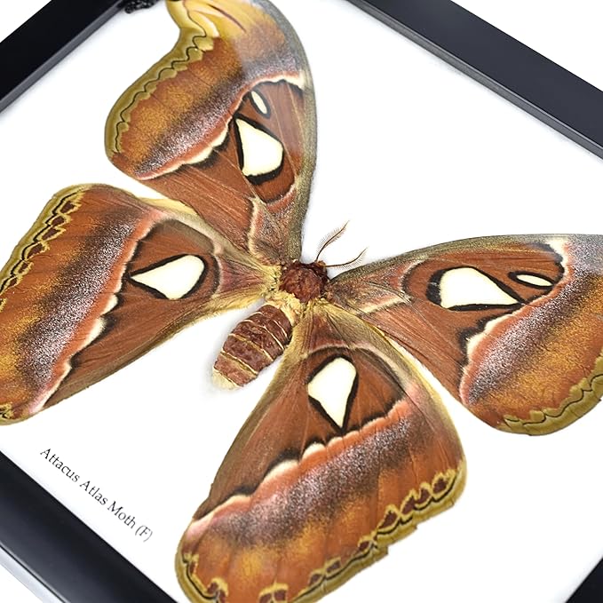 Framed Atlas Moth Wall Decor Box Frame | Mexican Gothic Taxidermy | Witch & Halloween Décor for Bedroom | Goth Decor, Oddities, and Witchy Spaces