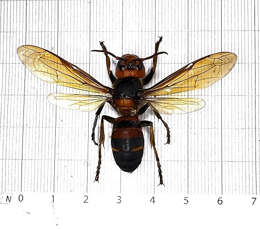 4 Real Hornet Bee Specimen Bug Collection Mounted Preserved Entomology Taxidermy Oddity Scientific Lover Insect Science Education Artwork Display Gallery Decoration Indoor Home BO54X4