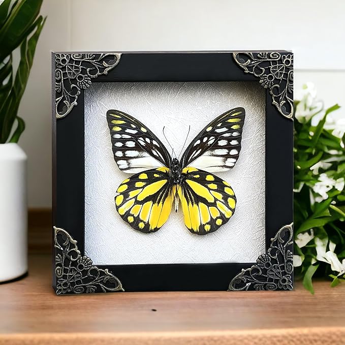 Real Yellow Butterfly White Framed Butterflies Dead Insect Dried Shadow Box Entomology Specimen Display Oddity Taxidermy Decor Living Home K12-10-TR