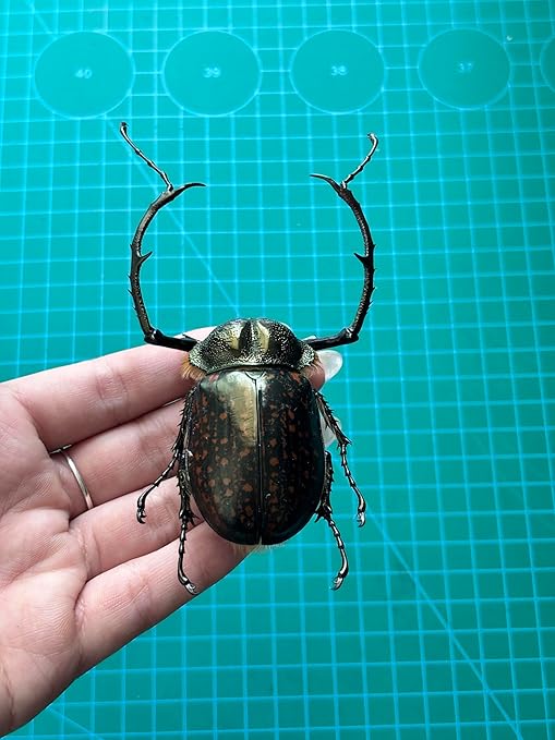 Real Goliath Beetle Orientalis Preserved Specimen Unmounted Taxidermy Bug Insect Entomology Collection Oddities Curiosities Gothic Decor for Home Dark Witchy Display Creepy and Emo Gifts
