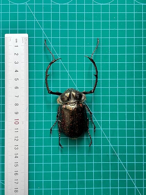 Real Goliath Beetle Orientalis Preserved Specimen Unmounted Taxidermy Bug Insect Entomology Collection Oddities Curiosities Gothic Decor for Home Dark Witchy Display Creepy and Emo Gifts