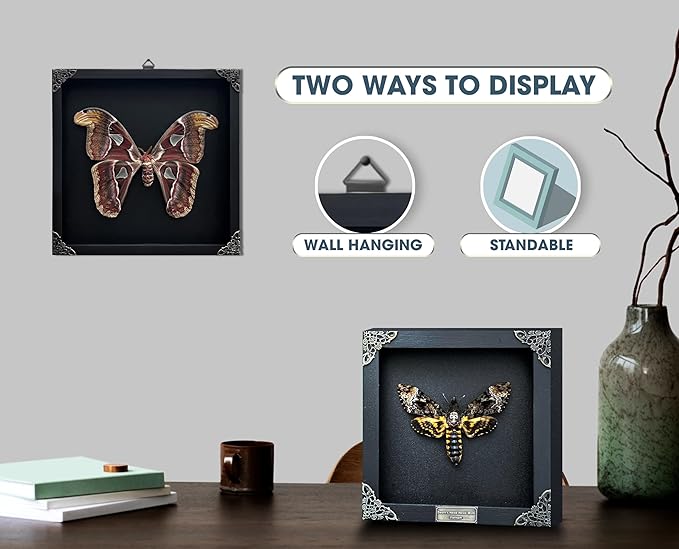 Real Green Mantis Spooky Gifts Dried Preserved Beetle Insect Lover Entomology Taxidermy Bug Oddity Specimen Display Wall Decoration K12-62-KINH