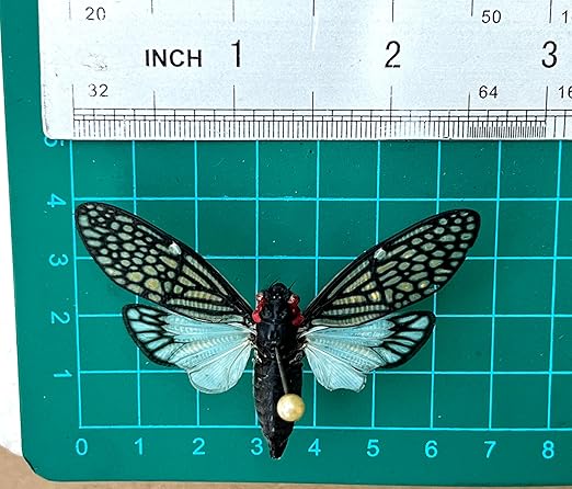 Real Cicada Tailanga Preserved Dried Insect Dead Bug Unmounted Raw Oddity Taxidermy Entomology Artwork Creepy Aesthetics Spooky Curiosities Gothic Home Decor Wall Crafts VE-63